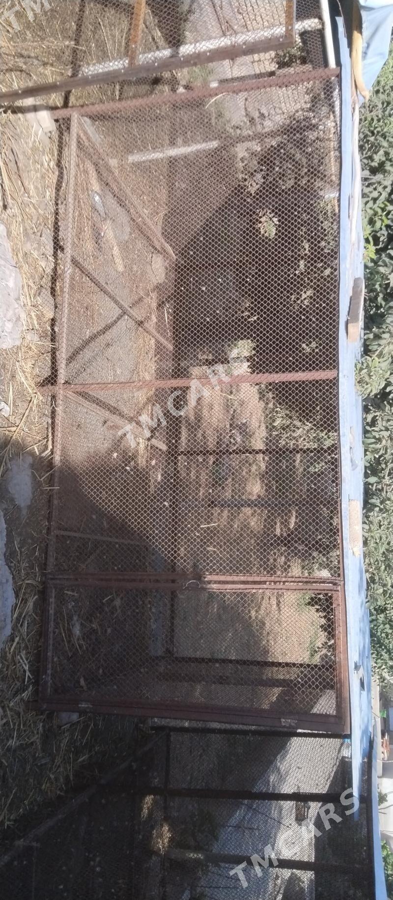 Towuk setga - Şabat etr. - img 2