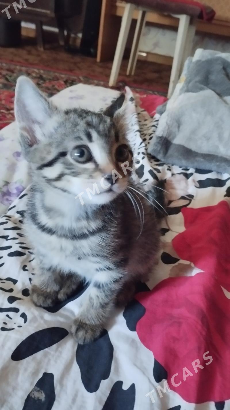 Котята 2 мальчика. - Änew - img 2