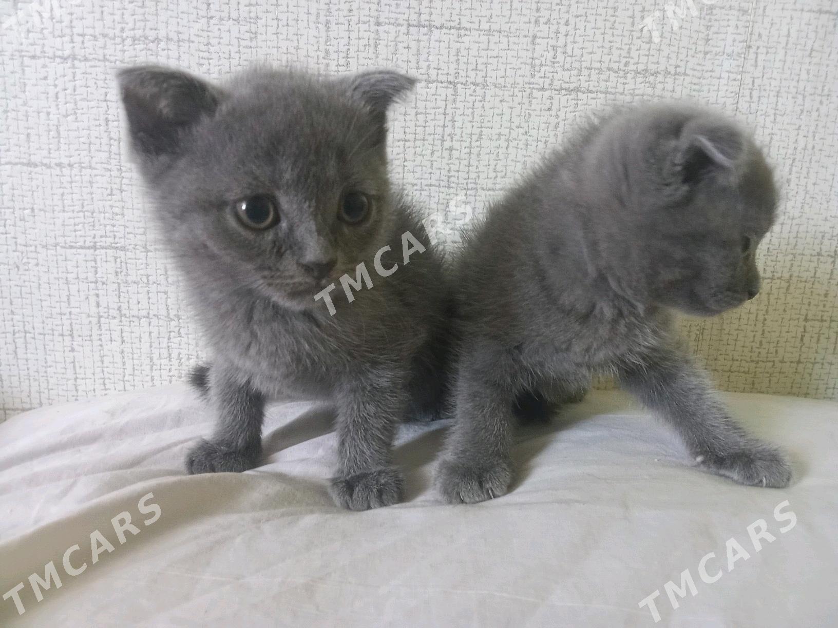 Кошка вислоухие - Туркменабат - img 3
