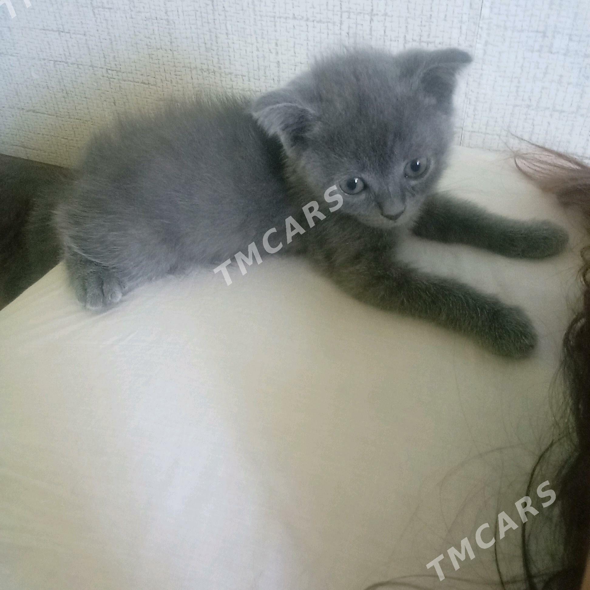 Кошка вислоухие - Туркменабат - img 4