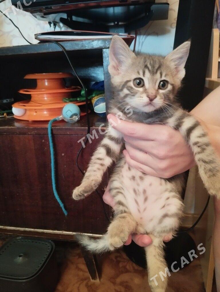 Котята 2 мальчика. - Änew - img 3