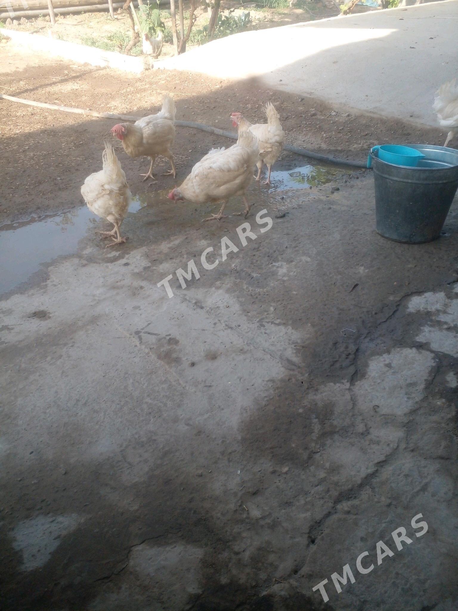 Ak towuklar - Farap - img 2