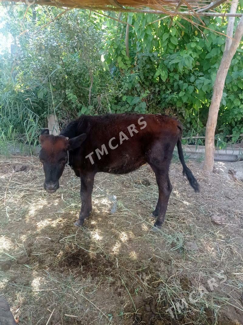 unajinlar - Farap - img 3