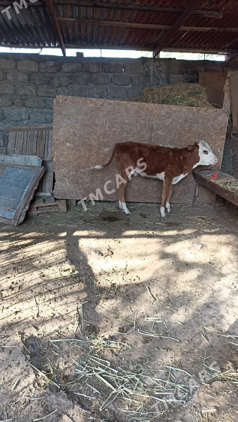 Tüwe 3 Öküzçe - Bedew - img 2