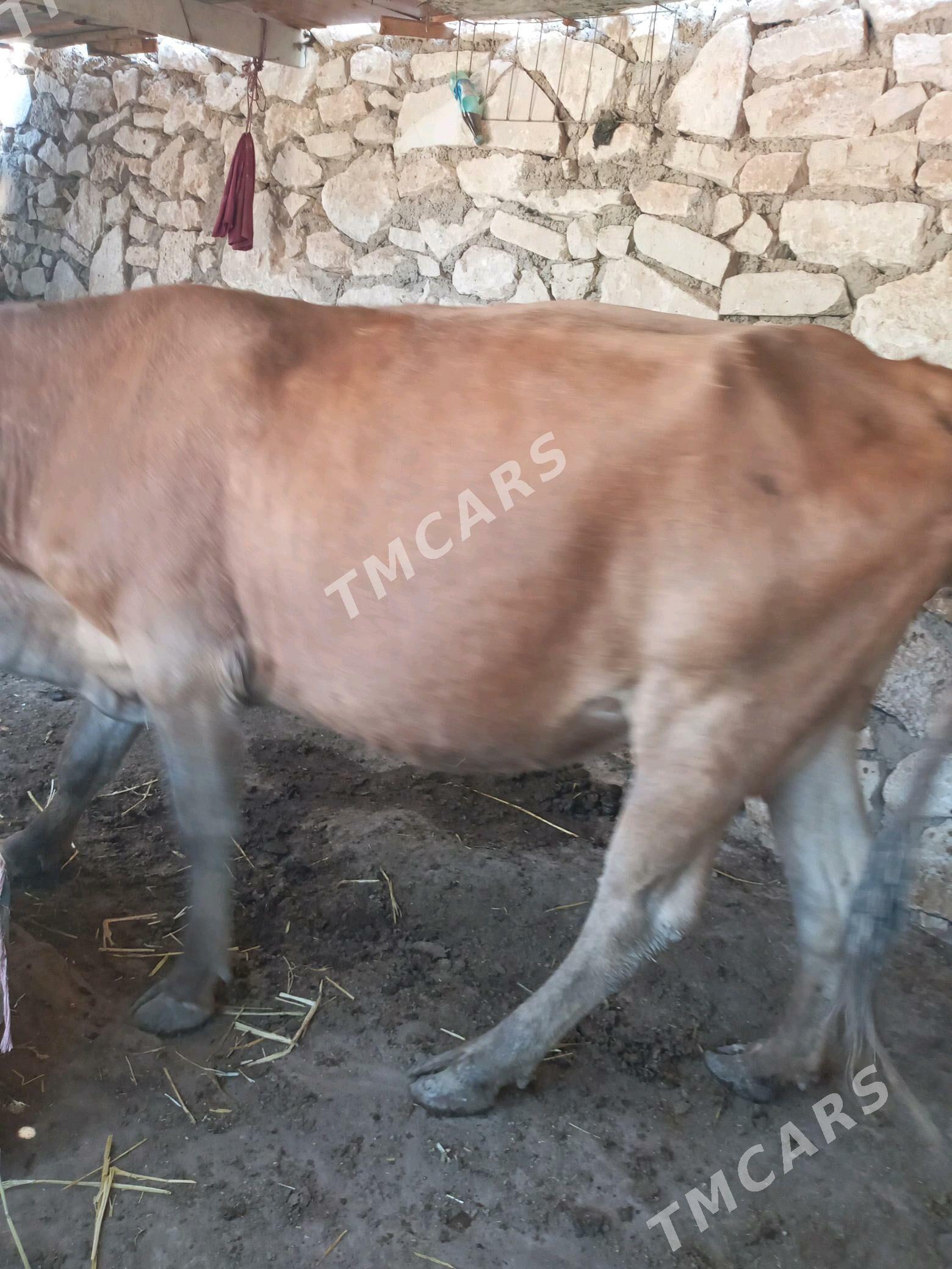 Goleli sygyr - Türkmenbaşy - img 2