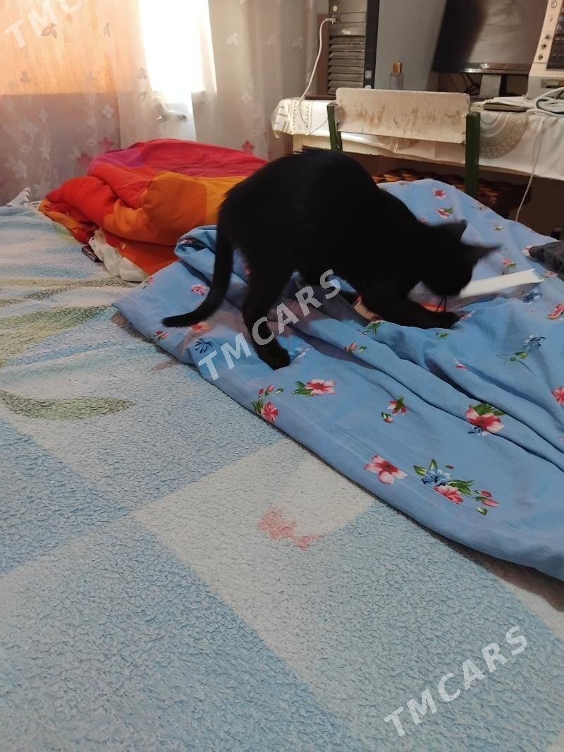 котенок - Туркменабат - img 3