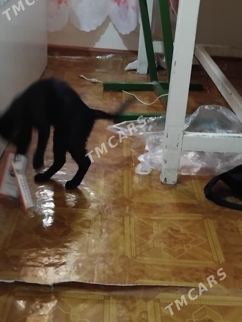 котенок - Туркменабат - img 2