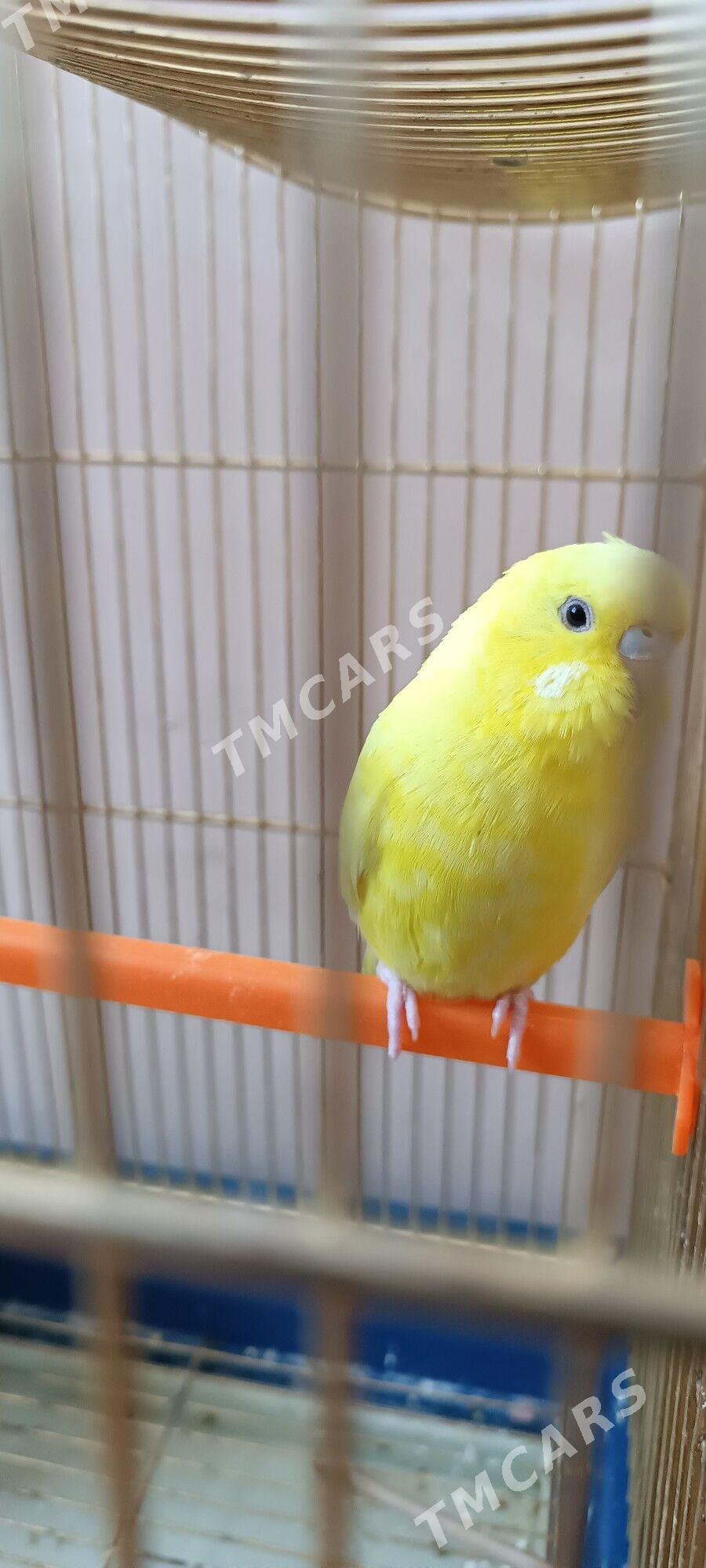 Papugaý toty guş - Тязе заман - img 2