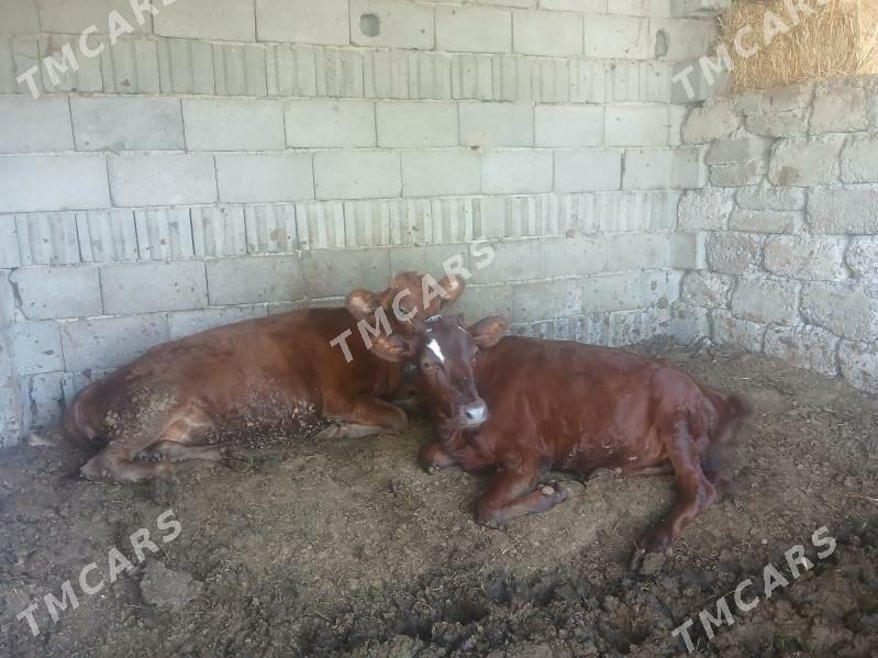 tuweler - Büzmeýin - img 2