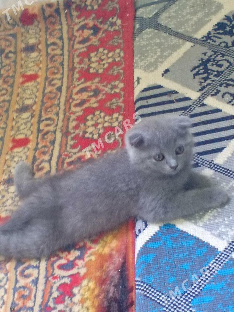 arassa satlan - Aşgabat - img 5