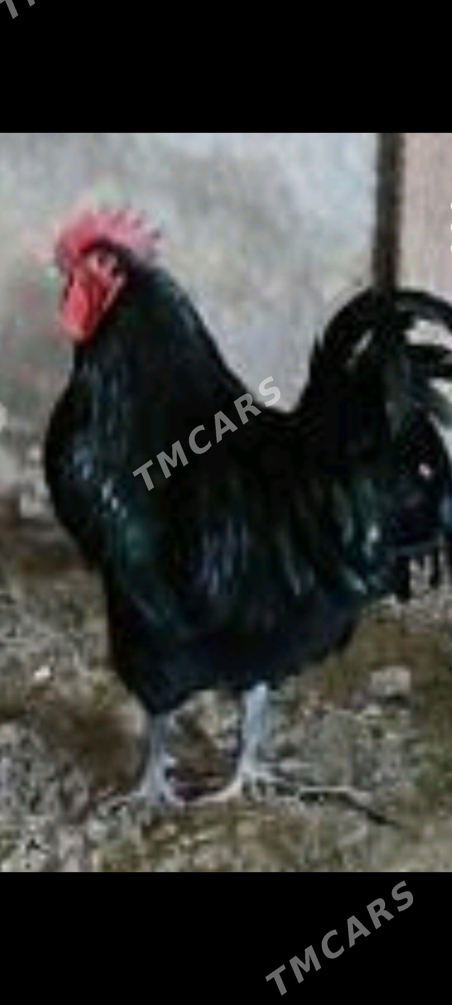 Gigant гигант jeriski horoz - Ruhabat (90-njy razýezd) - img 1
