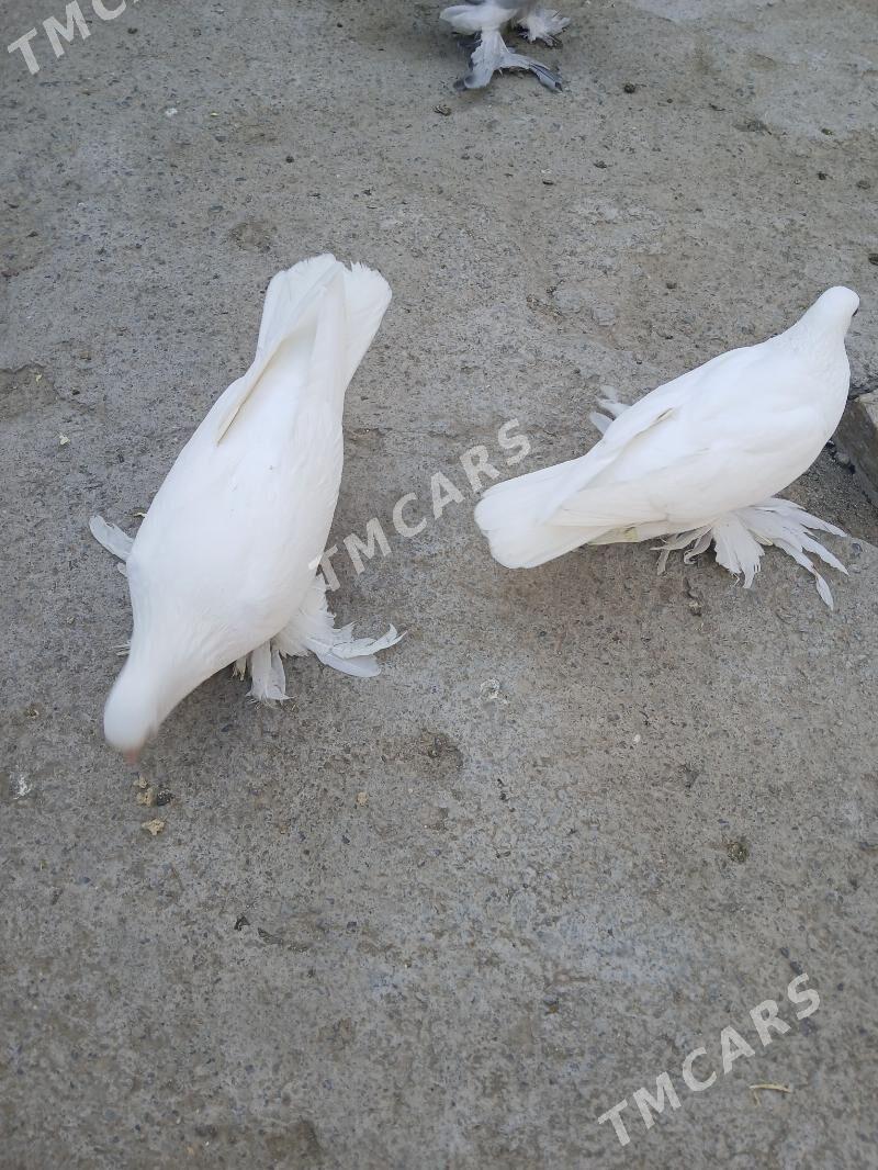 Kepderi - Aşgabat - img 2