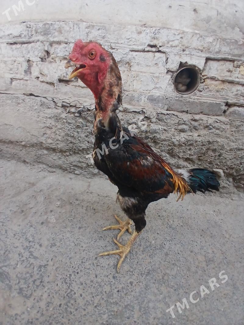 horaz - Daşoguz - img 4