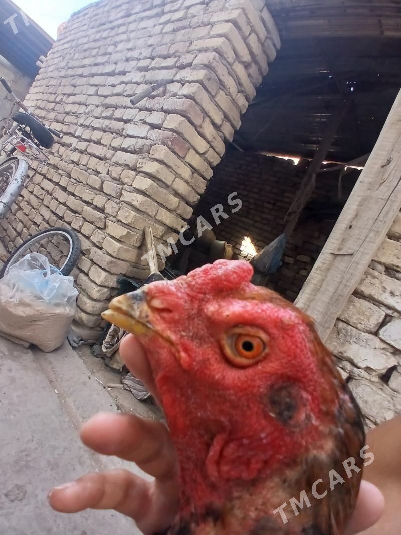 horaz - Daşoguz - img 2