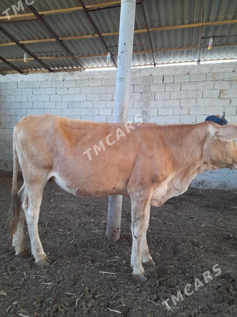 Tuwe - Garadamak - img 2