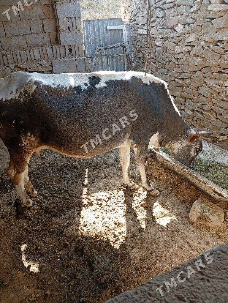 Sygyr Şwes - Ruhabat (90-njy razýezd) - img 1