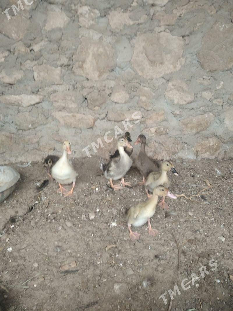 ordek - Balkanabat - img 1
