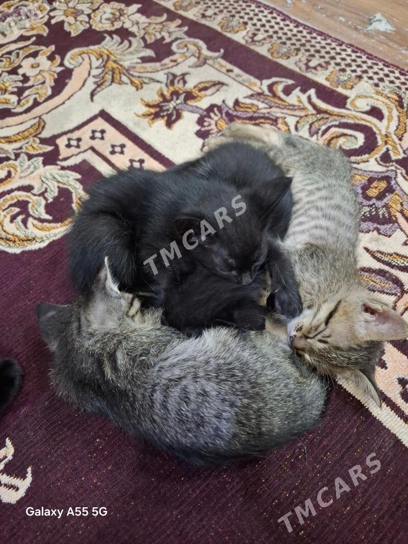 отдам котов - Mary - img 3