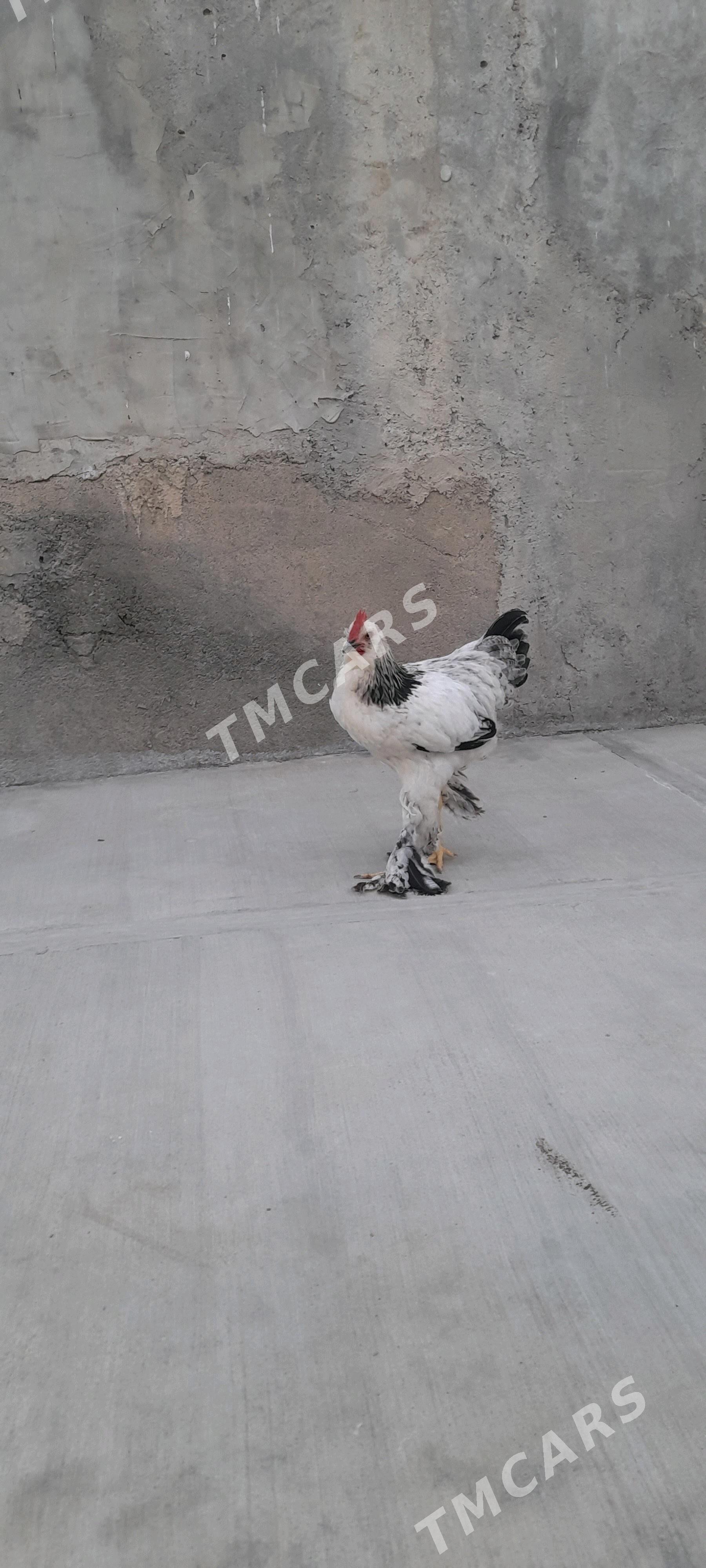 Brama Horaz - Aşgabat - img 1