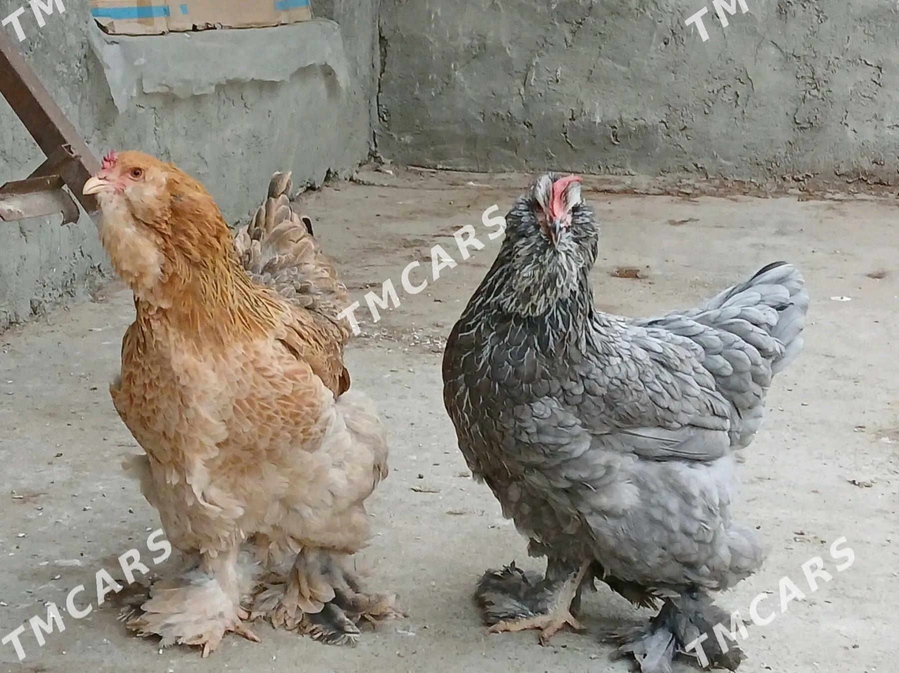 Brama Horaz - Aşgabat - img 3