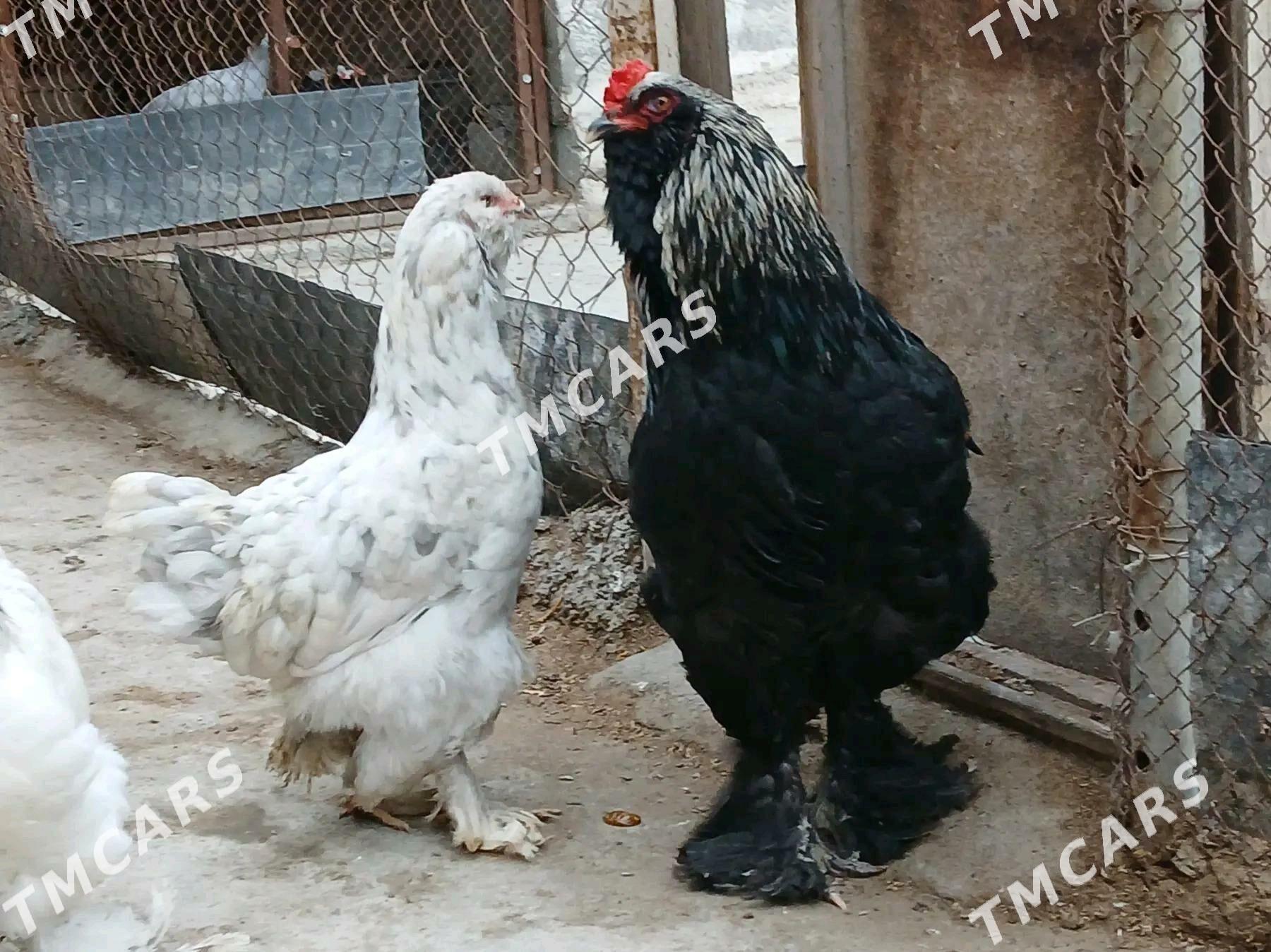 Brama Horaz - Aşgabat - img 2