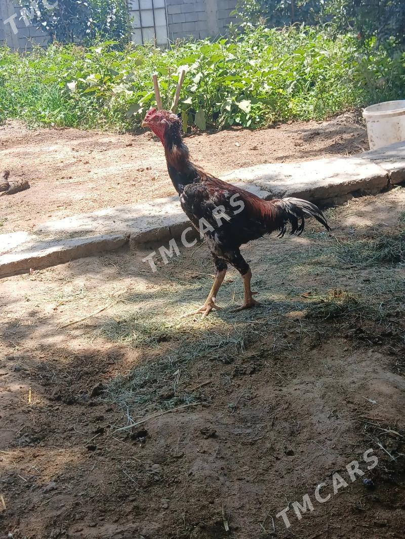 Taşkent horaz - Gökdepe - img 2