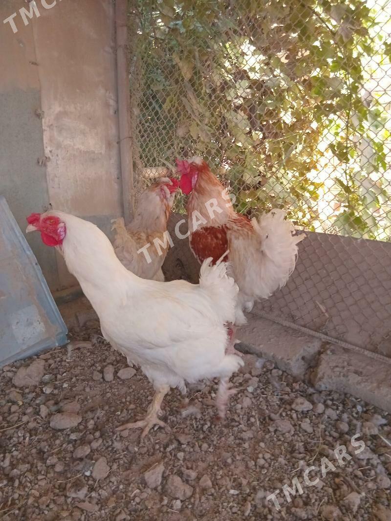 Horaz - Sakarçäge - img 2