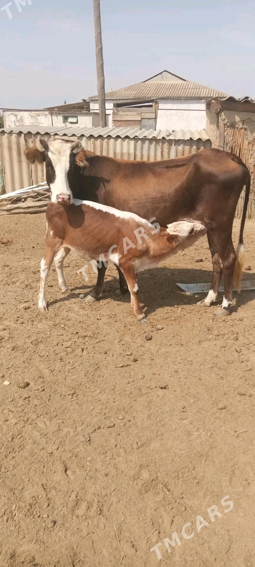 sygyr.... - Türkmenbaşy - img 2