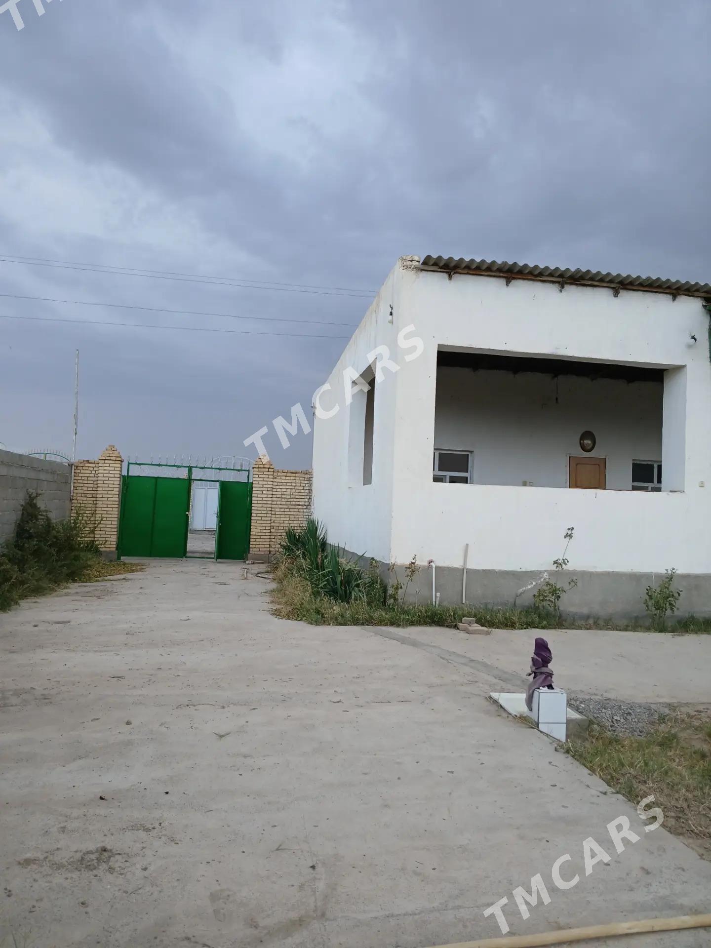 Kaka Daça - Kaka - img 5