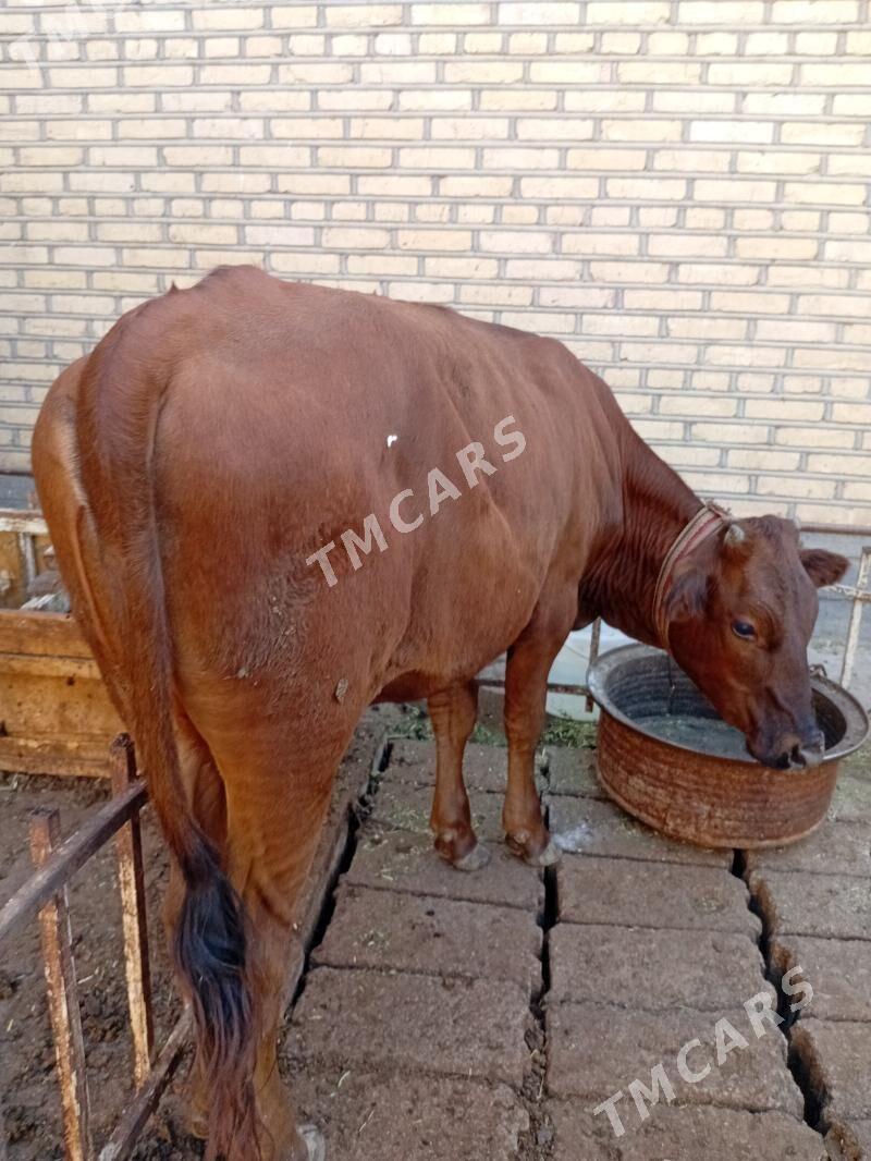 Туве - Теджен - img 2