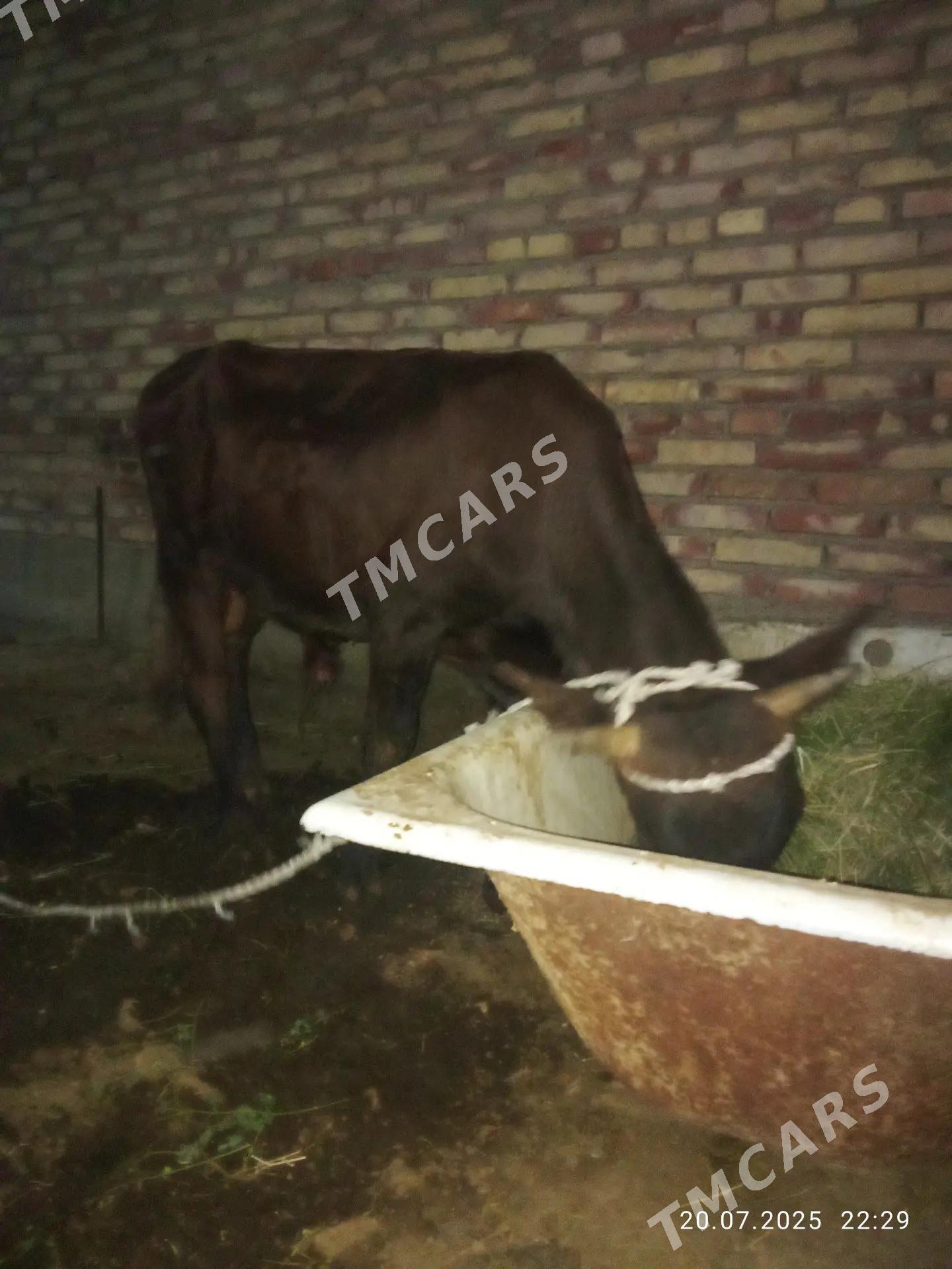 Tohum Öküzler 2 sany - Gökdepe - img 2
