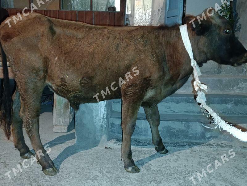 Okuz - Türkmenabat - img 2