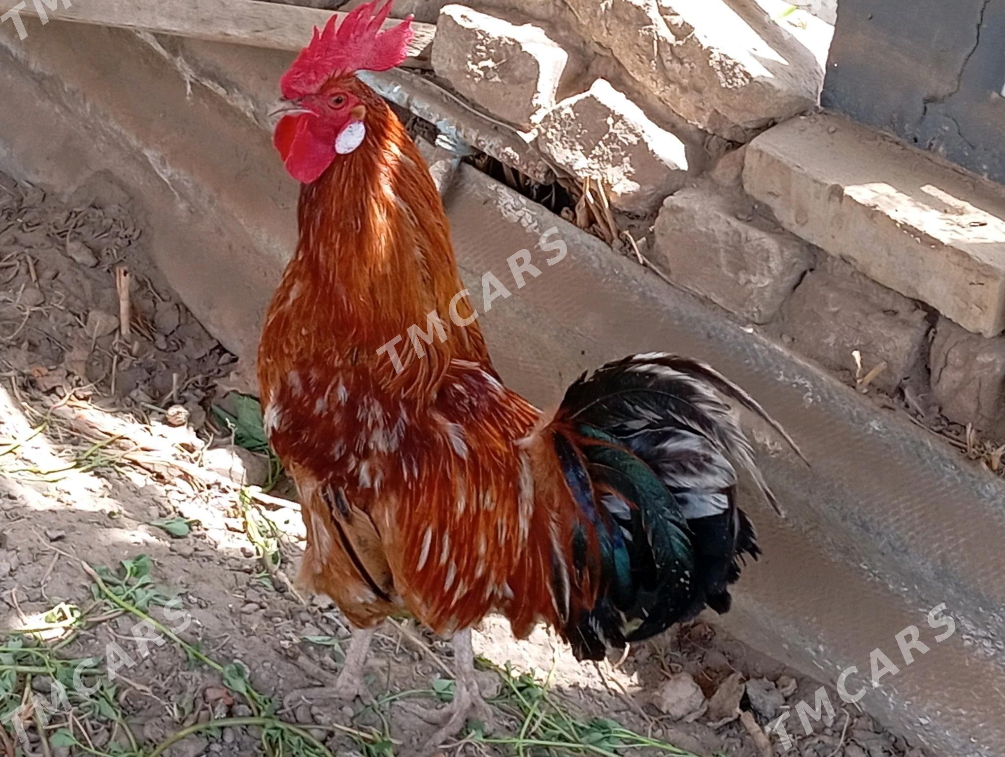 horaz - Türkmenabat - img 2