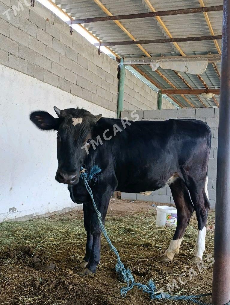 bogaz tüwe - Gökdepe - img 2