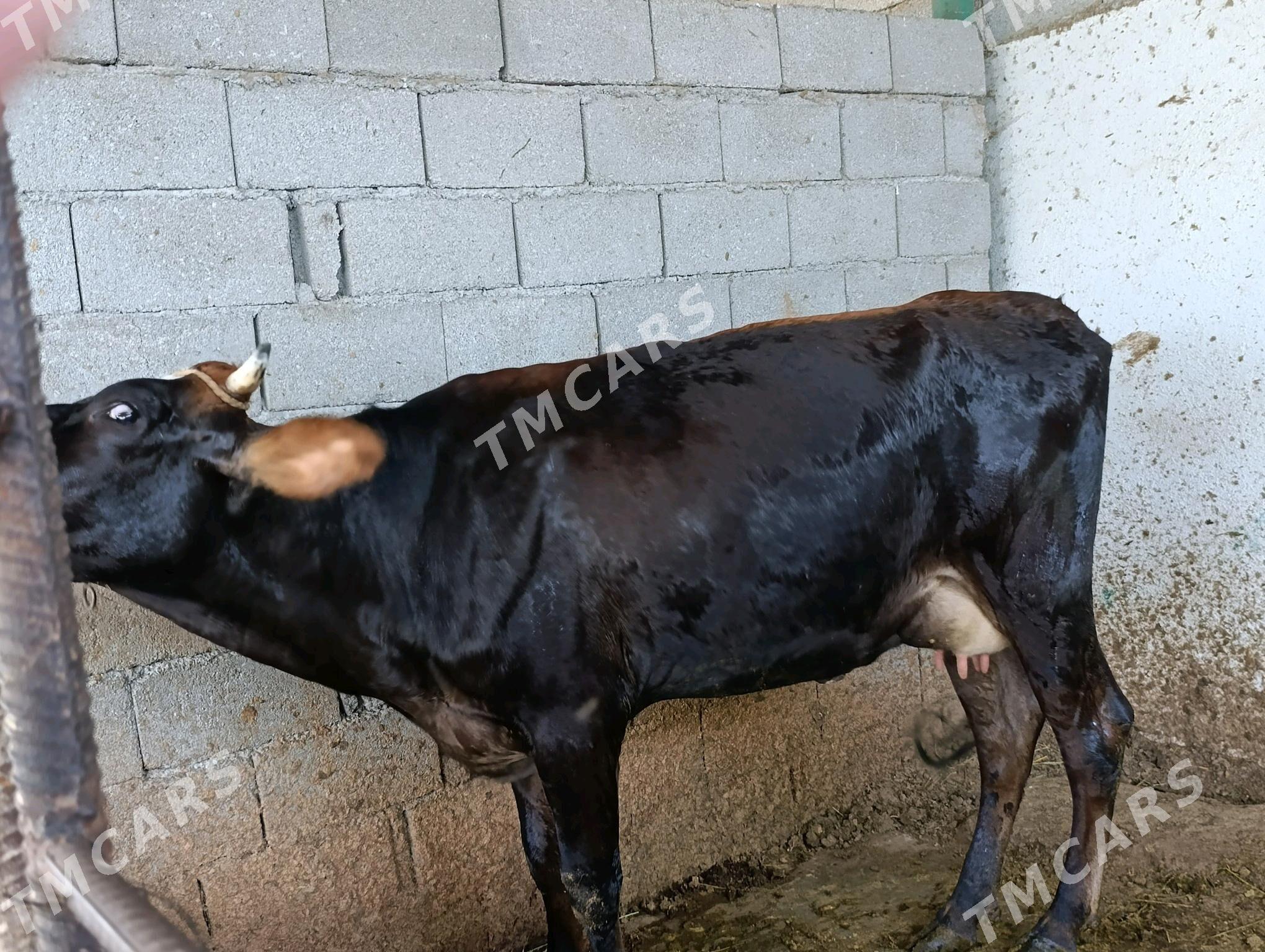 sygyr - Gökdepe - img 2