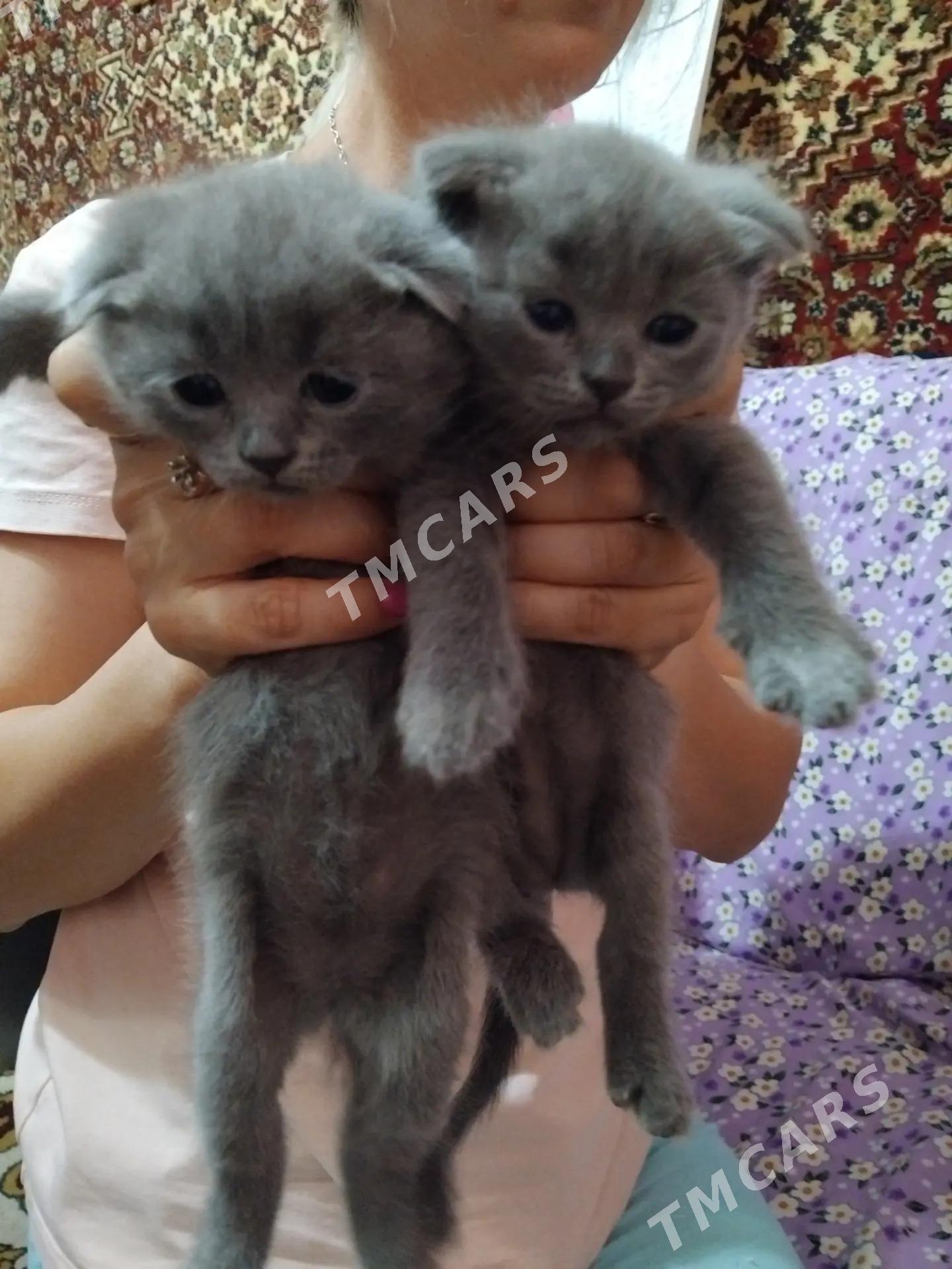 Котята - Мары - img 2