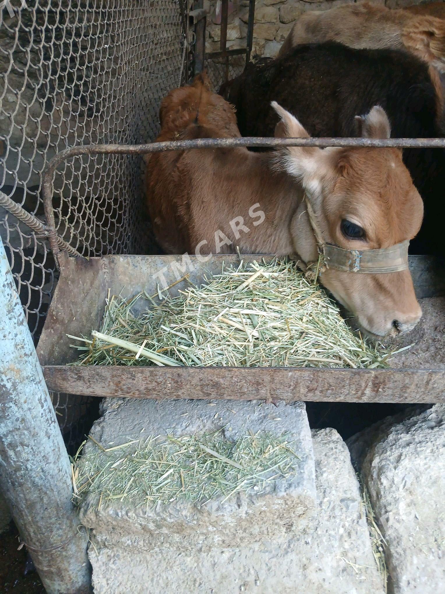 göleli sygyr - Gyzylarbat - img 2