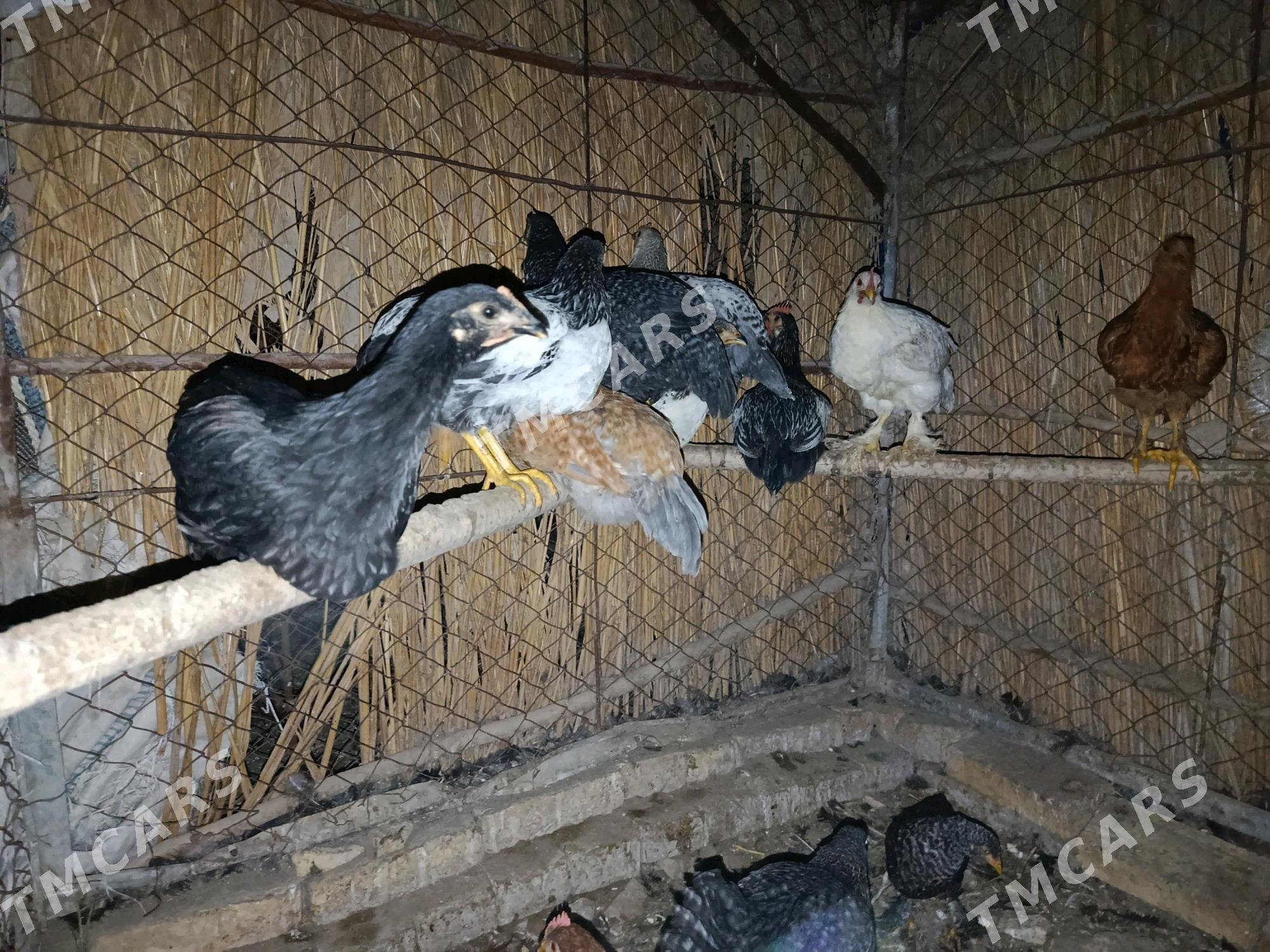 induk towuk juyje jüýje - Ёлётен - img 2