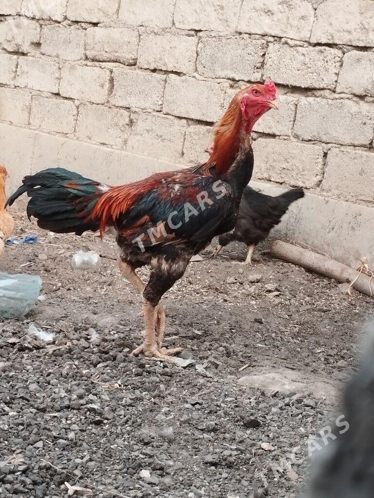 Taşkent horaz - Гёкдепе - img 1