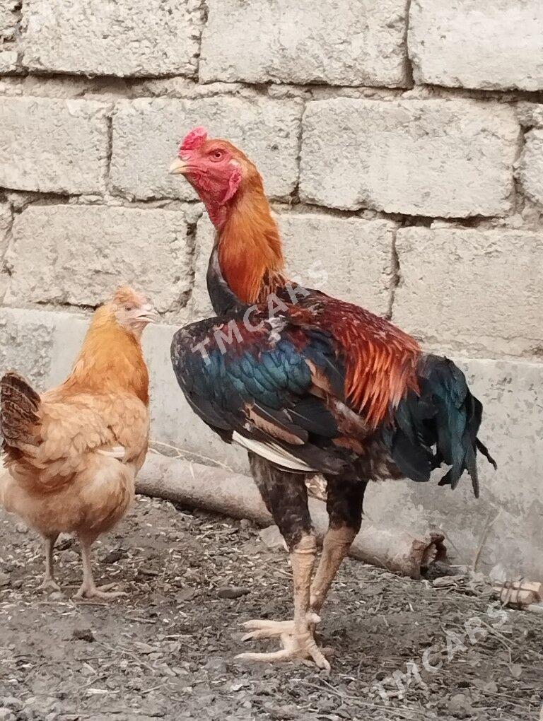 Taşkent horaz - Гёкдепе - img 3