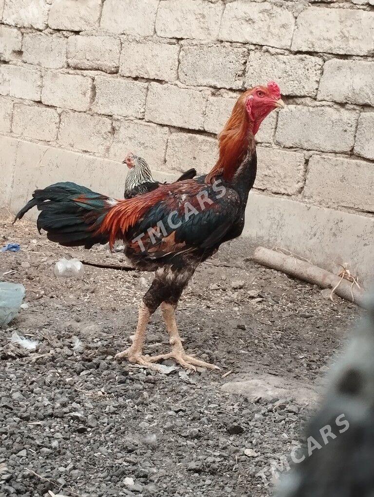 Taşkent horaz - Гёкдепе - img 2