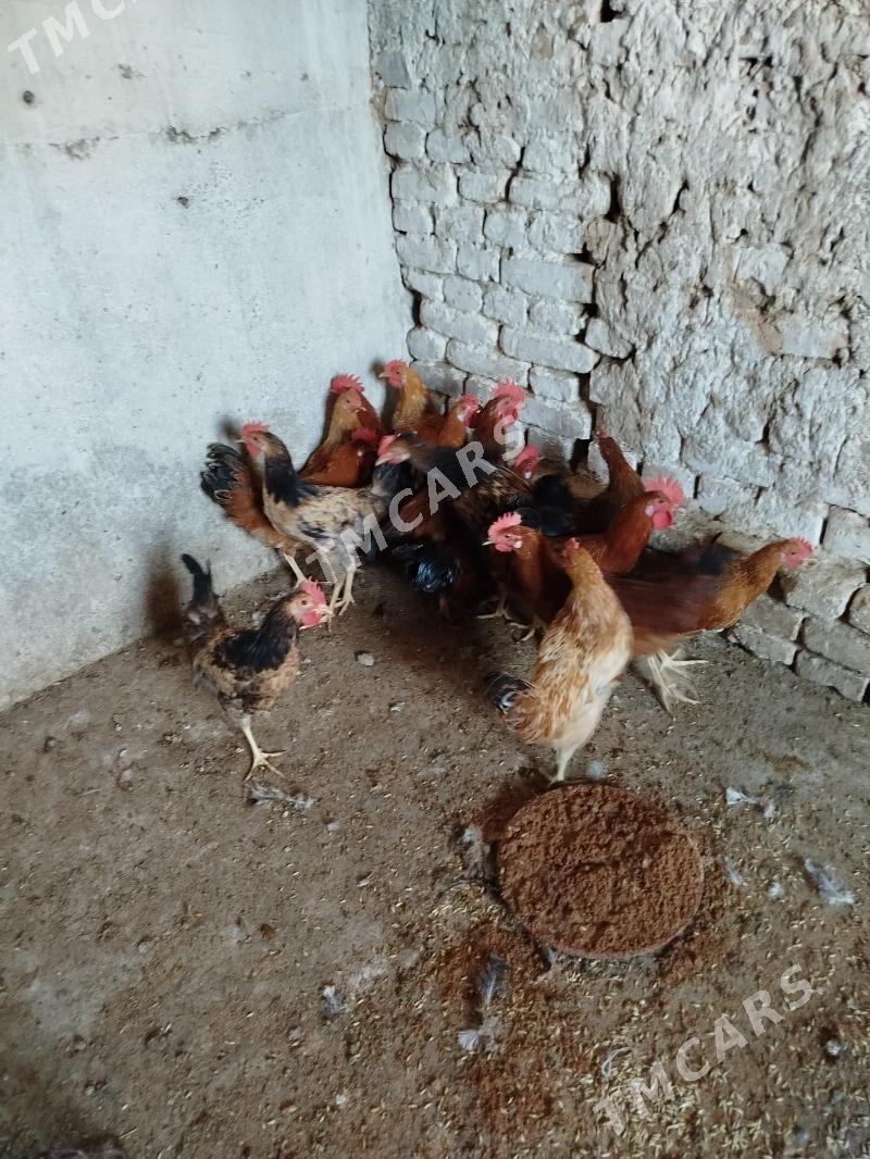 Towuklar - Кака - img 2