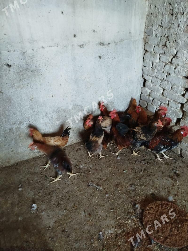 Towuklar - Кака - img 5