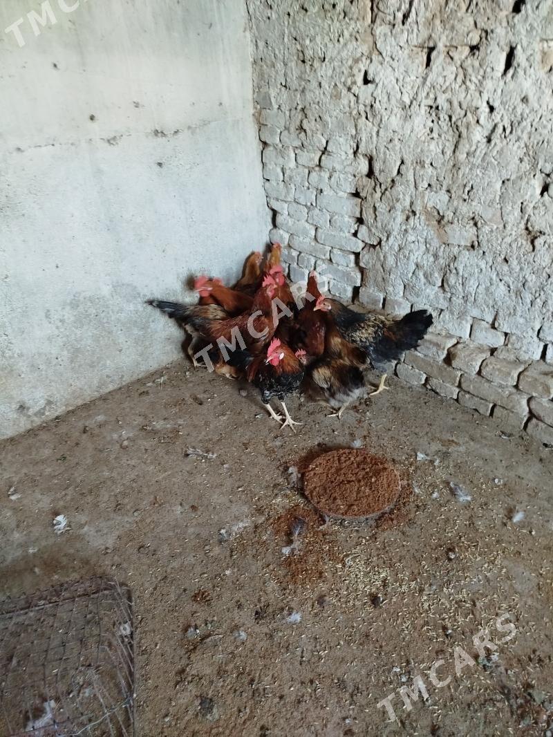 Towuklar - Кака - img 3