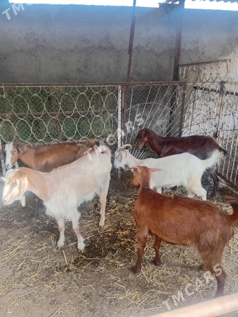 Kelek turk geçiler - Garadamak - img 2
