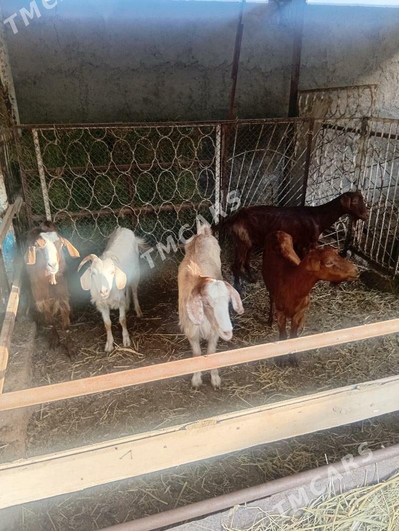 Kelek turk geçiler - Garadamak - img 3