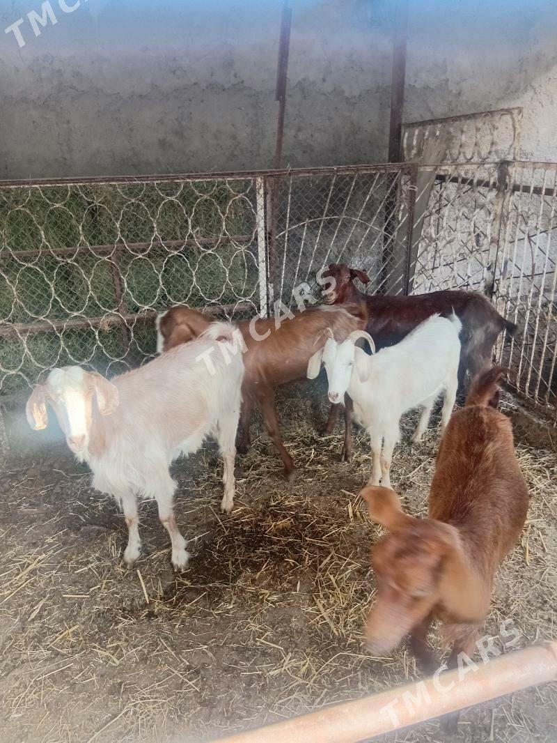 Kelek turk geçiler - Garadamak - img 7