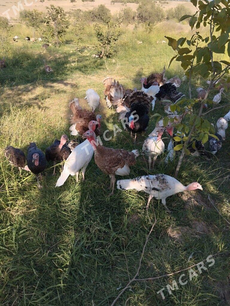 induk owgan paroda - Гёкдже - img 2