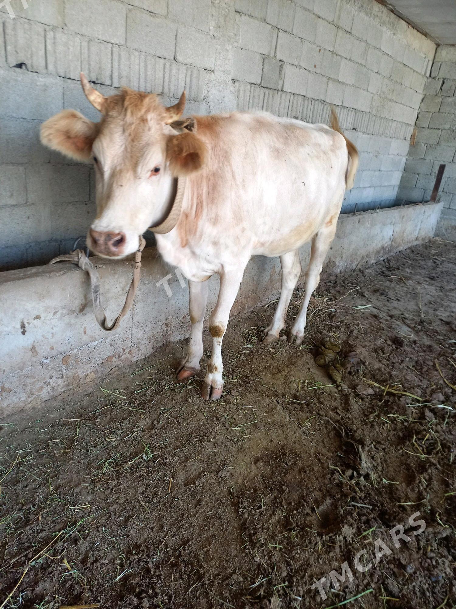 tuwe bakylan - Bagyr - img 2