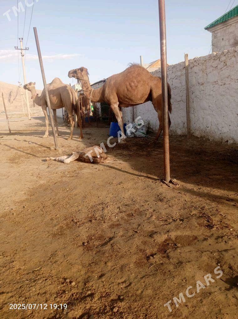 Duye - Jebel - img 2